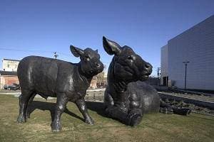 Scottish Angus Cow and Calf